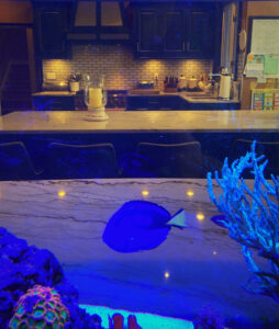 Aquarium Kitchen